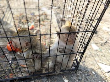 Monkey sitting in cage