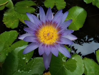 Close-up of purple flower