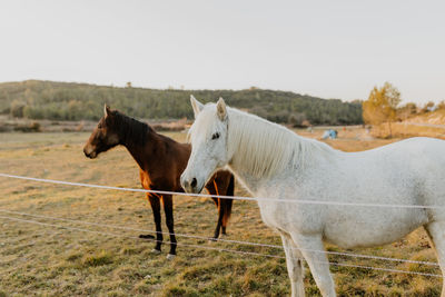 Horse standing on field