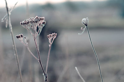 Close-up of dry plant