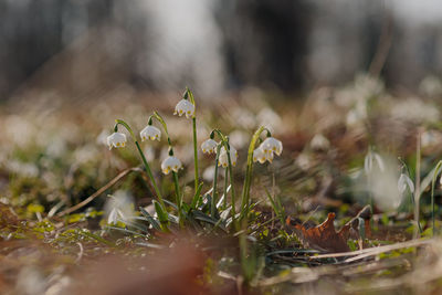 Close-up of white flowering plants on land