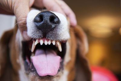 Close-up of dog sticking out tongue