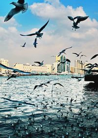 Seagulls flying over sea against sky