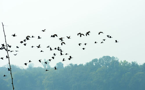 Low angle view of birds flying in sky