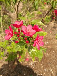 Close-up of pink flowers blooming outdoors