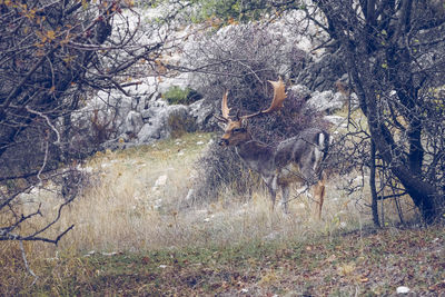 Deer standing in forest