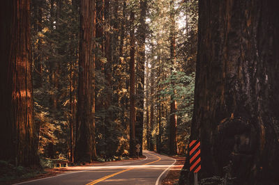 Road amidst trees in forest