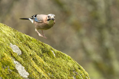 Close-up of bird perching on a plant