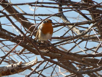 Low angle view of bird perching on branch