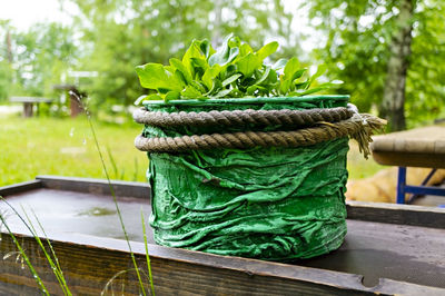 Close-up of plant on table in yard