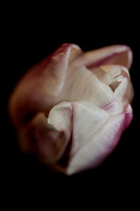 Close-up of hand holding flower over black background