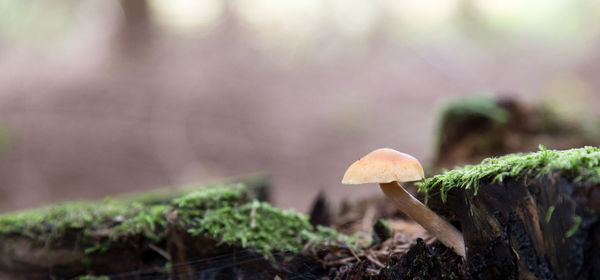 Mushroom growing on field