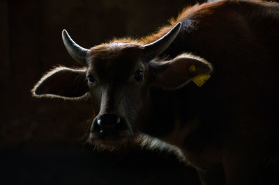 Close-up portrait of cow