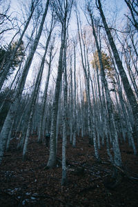 Low angle view of trees in forest during winter