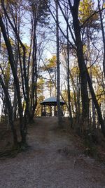 Trees in forest during autumn