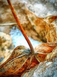 Close-up of butterfly on leaf against sky