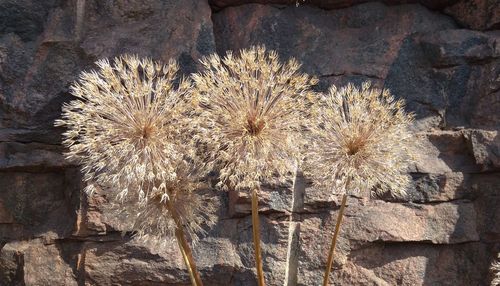 Close-up of dried plant on rock