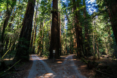 Road passing through forest