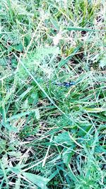 Full frame shot of grass on field