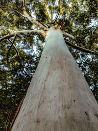 Low angle view of trees in forest against sky