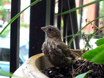 Sparrow perching in potted plant