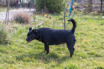 Black dog walking on field