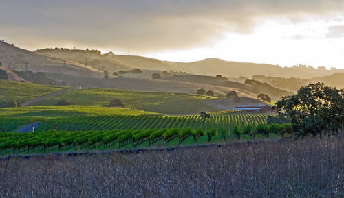 Scenic view of vineyard against sky