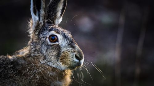 Close-up of a hare