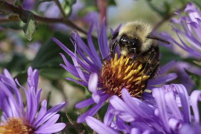 Close-up of bee pollinating on purple flower