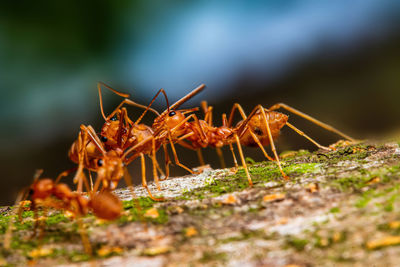 Close-up of insect on rock