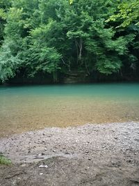 Scenic view of lake in forest