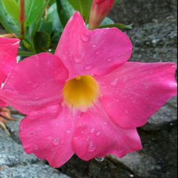 Close-up of pink flower