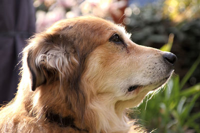 Close-up of dog looking away