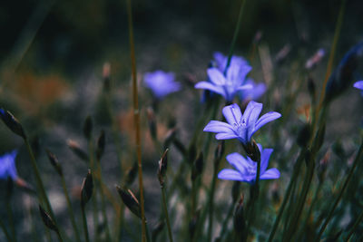 Close-up of purple crocus flowers on field