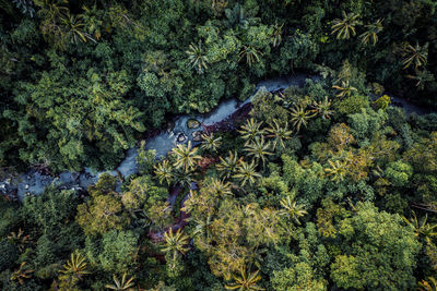 High angle view of trees in forest