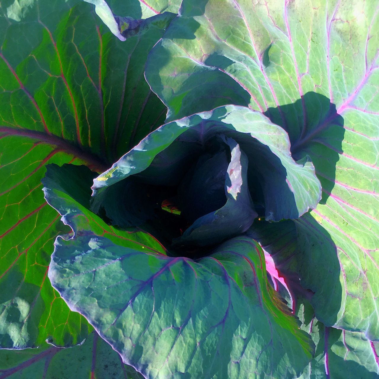 HIGH ANGLE VIEW OF FRESH GREEN LEAVES