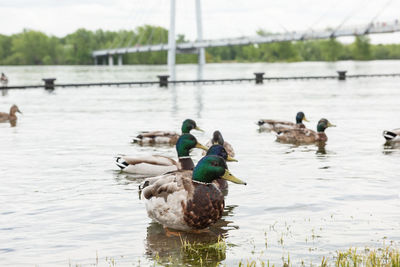 Duck swimming in lake