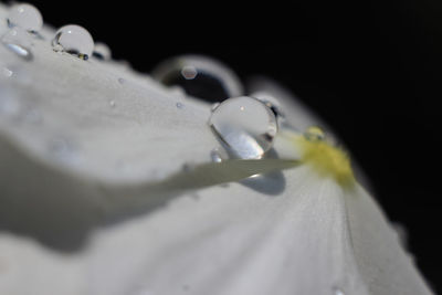 Close-up of wet white flower against black background