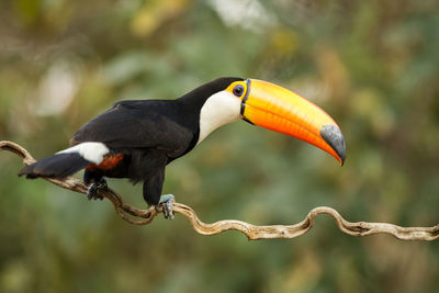 Close-up of bird perching on plant