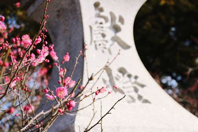 Close-up of pink flowers