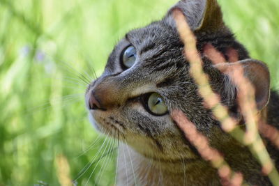 Close-up of a cat looking away