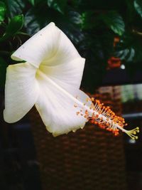 Close-up of white flowers