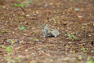 Squirrel on field