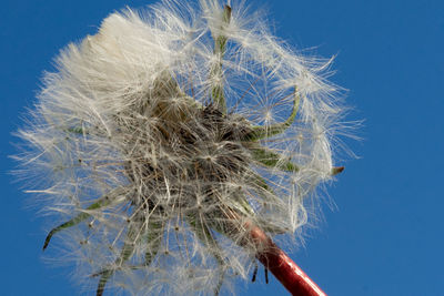 Close-up of dandelion against blue sky