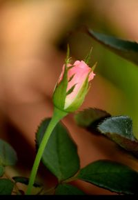 Close-up of flower growing outdoors