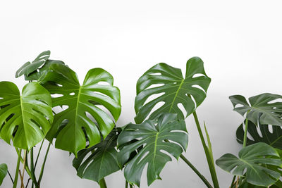 Close-up of plant against white background
