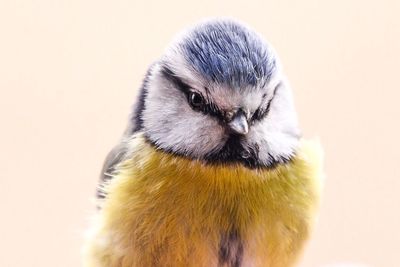 Close-up of bird