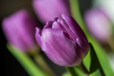 Close-up of purple flower blooming outdoors