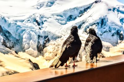 View of birds perching on snowcapped mountain