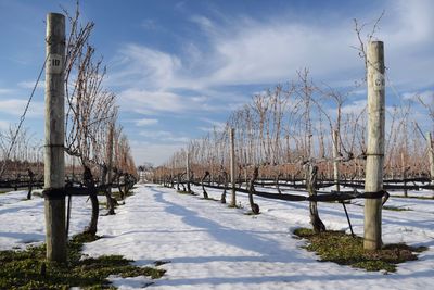 Bare trees on snow covered field against sky